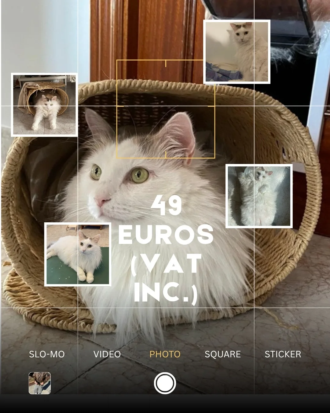 A white cat in a wicker basket. Slide text: 49 euros (VAT inc.)